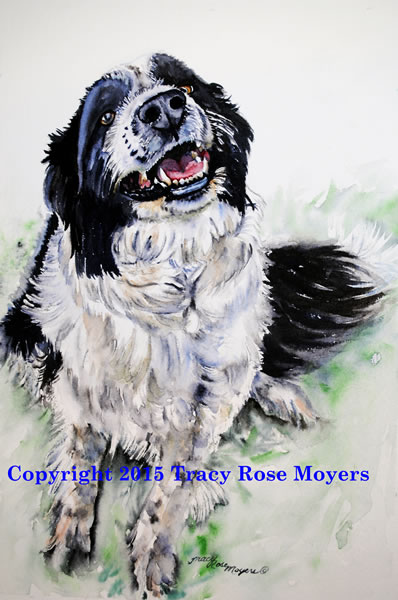 "Border Collie-Diego"  Watercolor, Image size: 10x8, Framed size: 14x12  $200