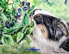 "Blueberry Sniffle"  Watercolor, Image size: 8x10 Commissioned Sale to: C. Healy, Clinton, CT