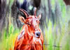"Goat From The Mountain" Watercolor, Image size: 10x14, Framed size: 16x20 - SOLD