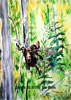 "Peek A Boo Moose" Watercolor, Image size: 14x10, Framed size: 20x16, $512​